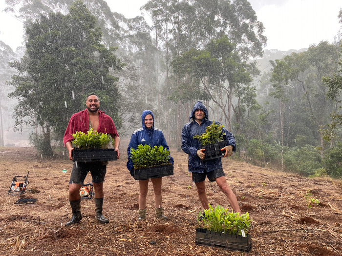 Tigmi Trading Trees: An Update