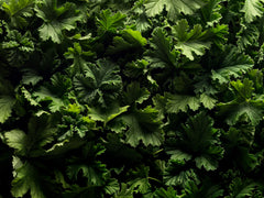 Brume Matcha Aromatherapy, 100ml