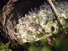 Jasmin Patchouli Eau De Parfum, 100ml