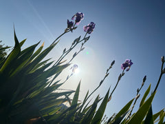 Iris Pallida Eau De Parfum, 100ml