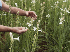 Brume Matcha Aromatherapy, 100ml