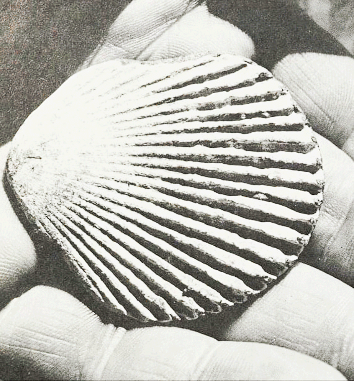 Scalloped