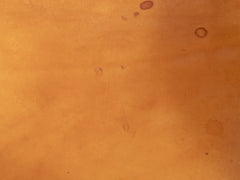 1950s Safari Chair by Wilhelm Kienzle