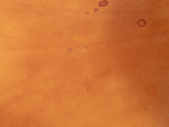 1950s Safari Chair by Wilhelm Kienzle