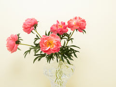 Ammonit Vase, Large - Clear